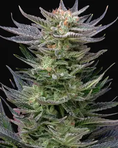 Purple Dream Auto