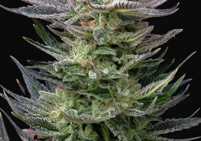Purple Dream Auto