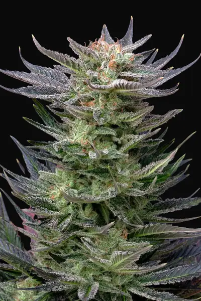 Purple Dream Auto