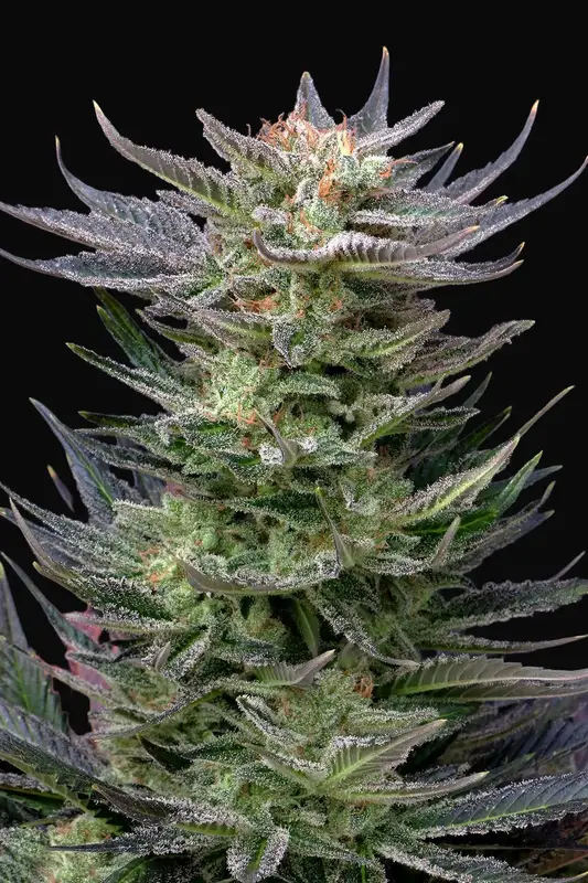 Purple Dream Auto