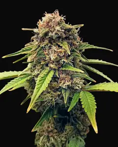 Purple Fast F1 BX Regular