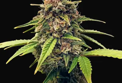 Purple Fast F1 BX Regular