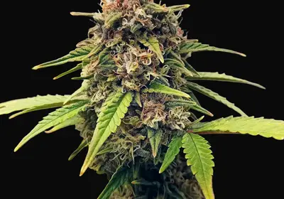 Purple Fast F1 BX Regular