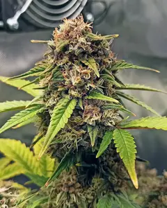 Purple Fast F1 BX Regular
