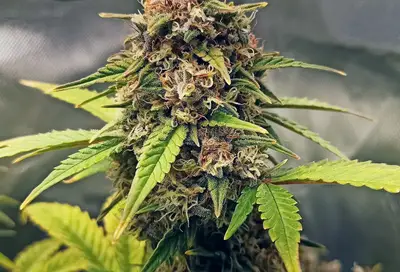 Purple Fast F1 BX Regular