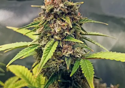 Purple Fast F1 BX Regular