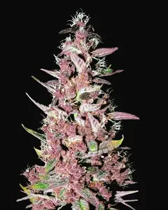Purple Glam Kush