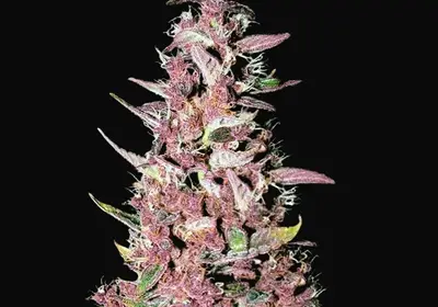 Purple Glam Kush