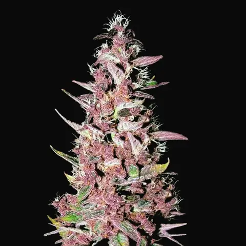 Purple Glam Kush