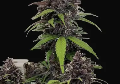 Purple Haze Auto