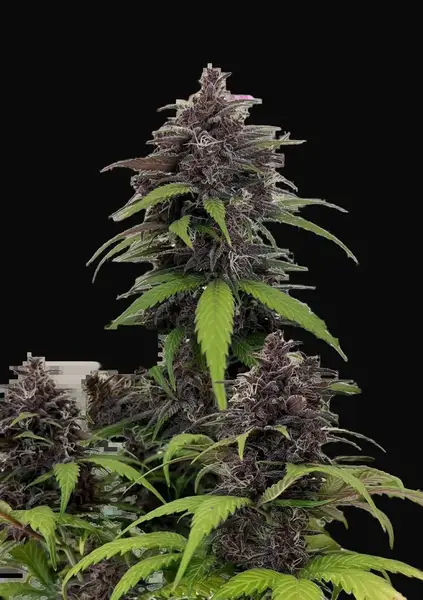 Purple Haze Auto