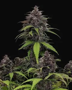 Purple Haze Auto