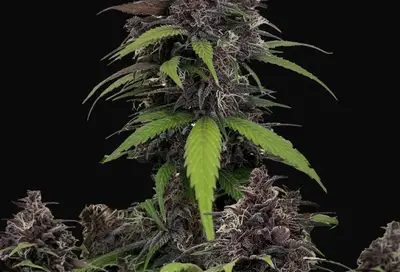 Purple Haze Auto