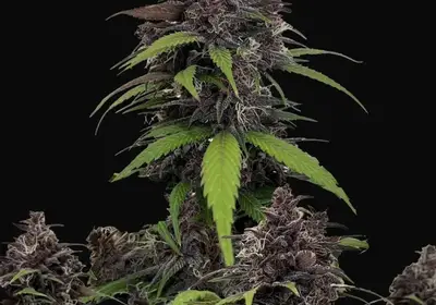 Purple Haze Auto