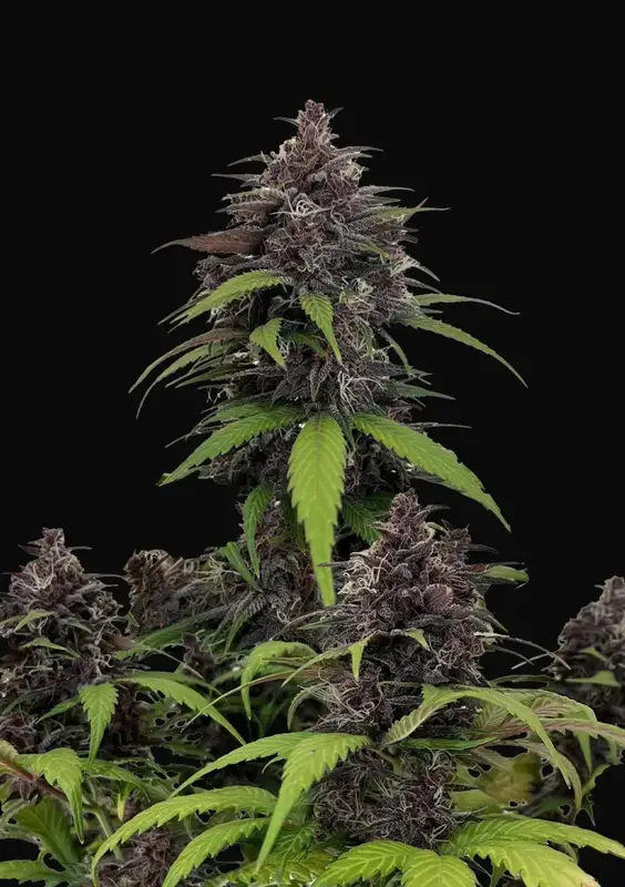 Purple Haze Auto