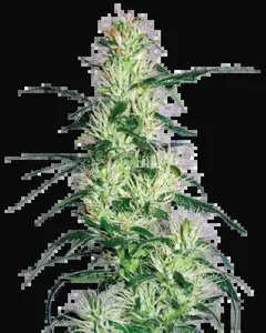 Purple Haze Feminized