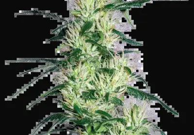 Purple Haze Feminized
