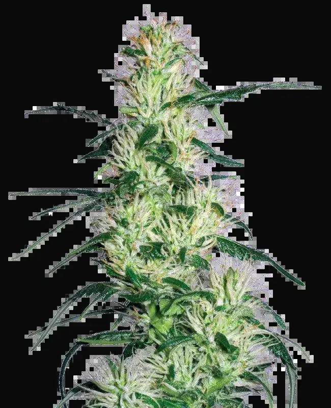 Purple Haze Feminized