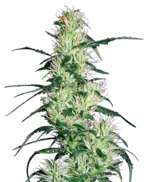 Purple Haze Feminized