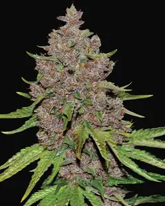 Purple Haze