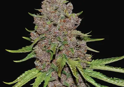 Purple Haze