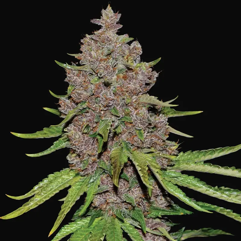 Purple Haze