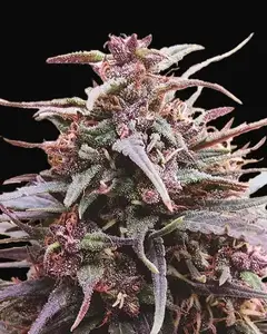Purple Haze x Malawi