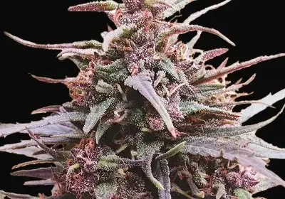 Purple Haze x Malawi