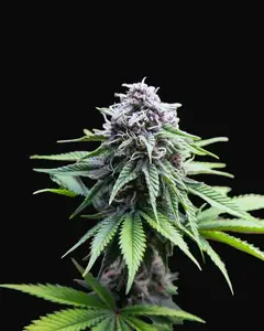 Purple Kali Fruit