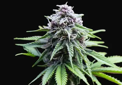 Purple Kali Fruit