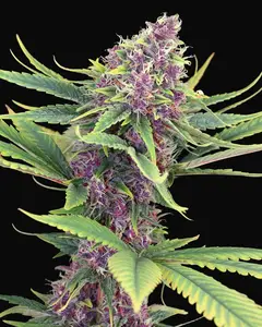 Purple Kush