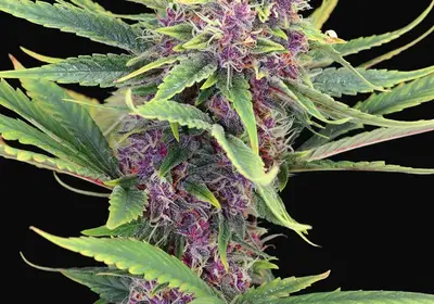Purple Kush