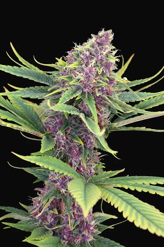 Purple Kush