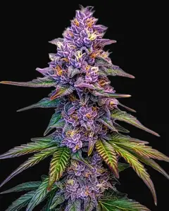 Purple Lemonade Autoflower