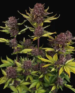 Purple Lemonade Auto RF3