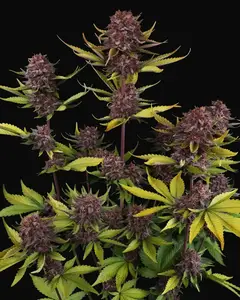 Purple Lemonade Auto RF3