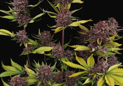 Purple Lemonade Auto RF3