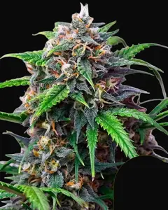 Purple Lemonade Auto