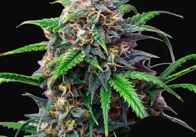 Purple Lemonade Auto
