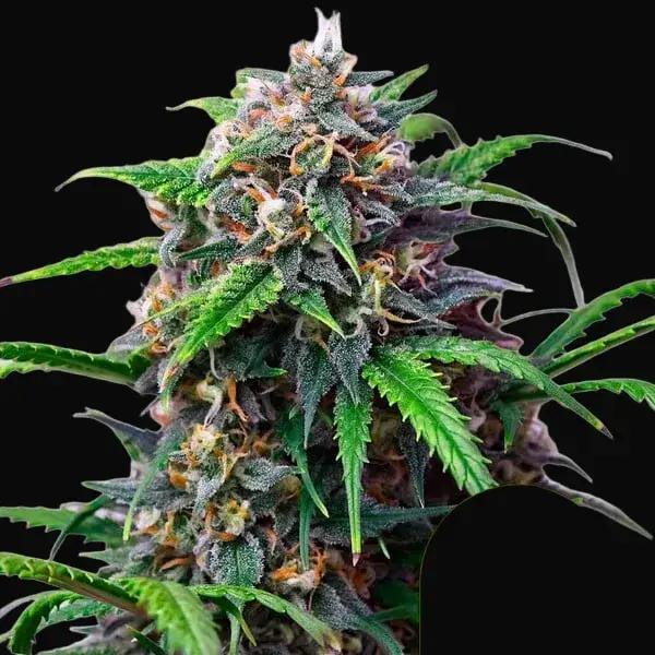 Purple Lemonade Auto