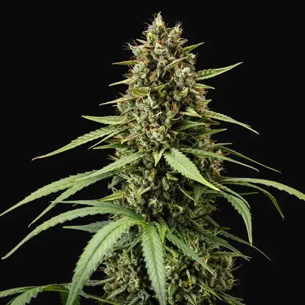 Purple Lemonade Auto — zdjęcie 3