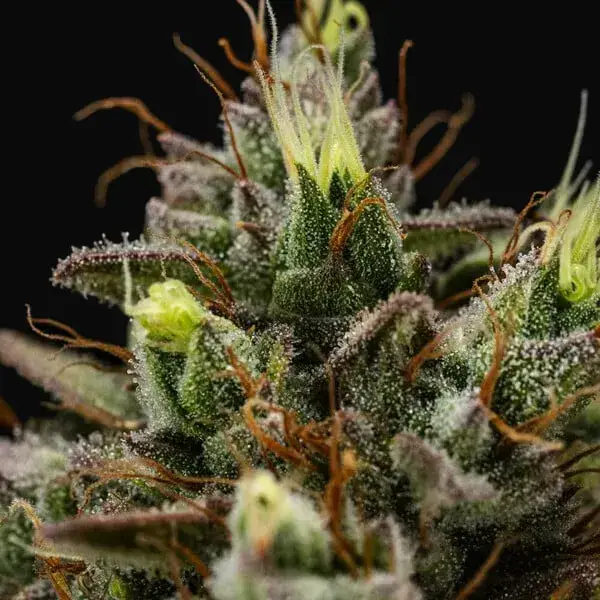Purple Lemonade Auto — zdjęcie 6