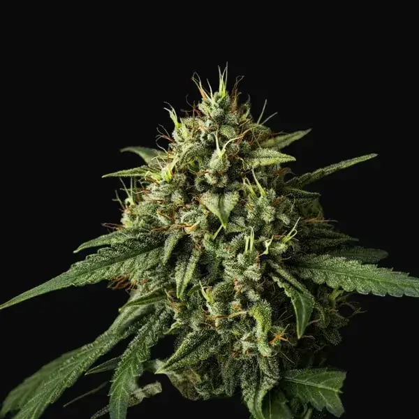 Purple Lemonade Auto — zdjęcie 5