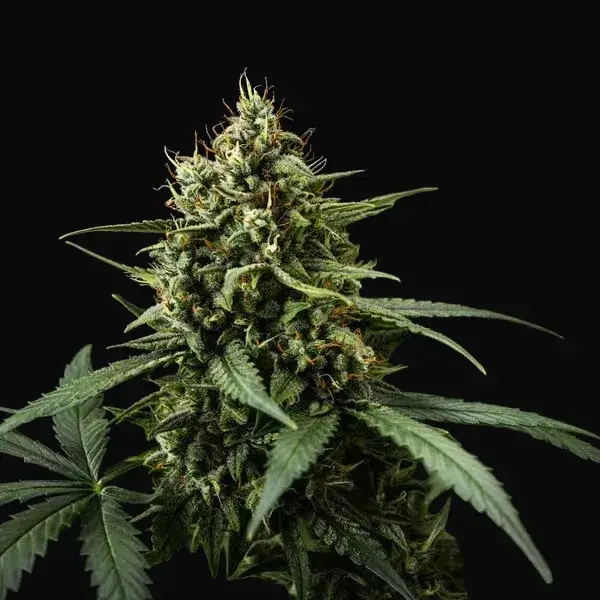 Purple Lemonade Auto — zdjęcie 8