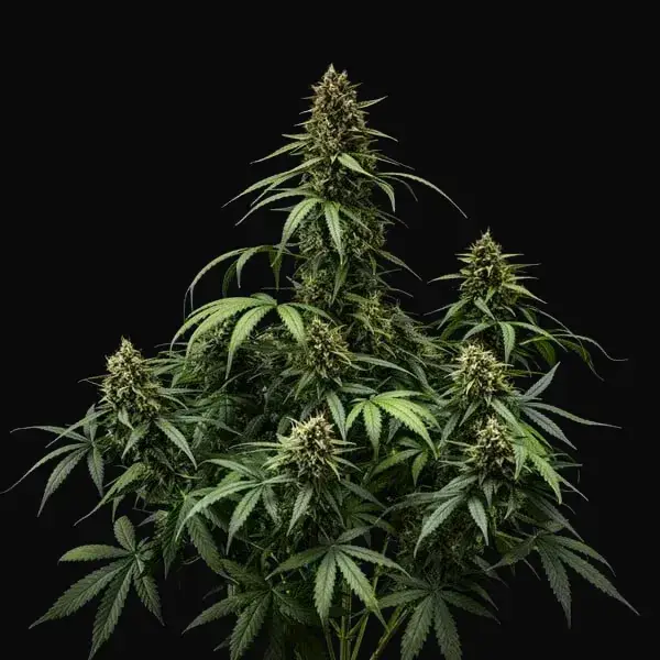 Purple Lemonade Auto — zdjęcie 7