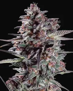 Purple Lemonade