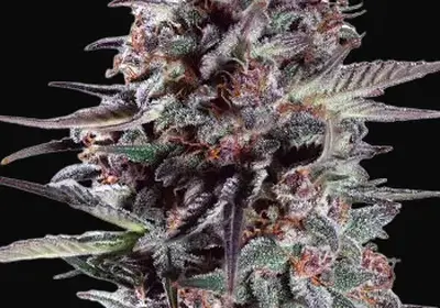 Purple Lemonade