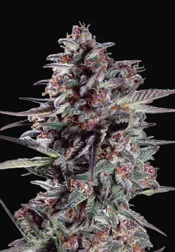 Purple Lemonade