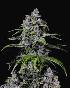 Purple Lemonade FF