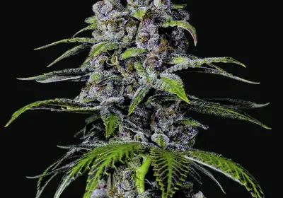 Purple Lemonade FF